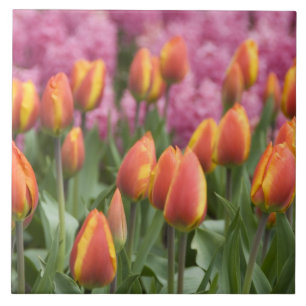 Carreau Pays-Bas (aussi appelé Hollande), Lisse. Keukenhof
