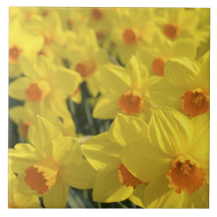 Carreau Pays-Bas, Holland, Lisse, Keukenhof Gardens,