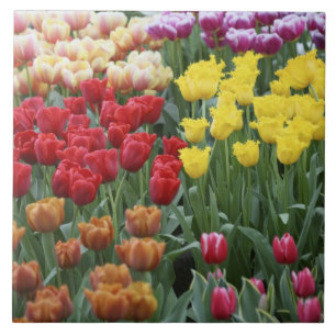 Carreau Pays-Bas, Keukenhoff Gardens, tulipes.