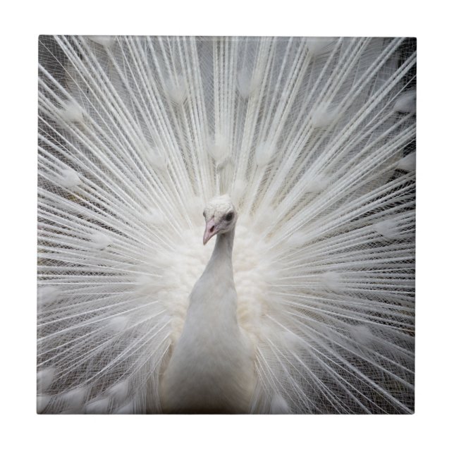 Carreau Peacock blanc avec plumes fanées (Devant)