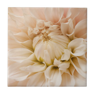 Carreau Pêche, rose, blanc, et dahlia crème - dahlias