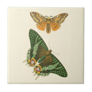 Carreau Peinture à papillon légèrement frontière