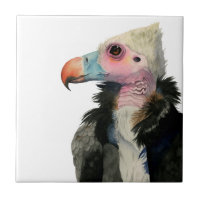 Peinture à tête blanche d'aquarelle de vautour