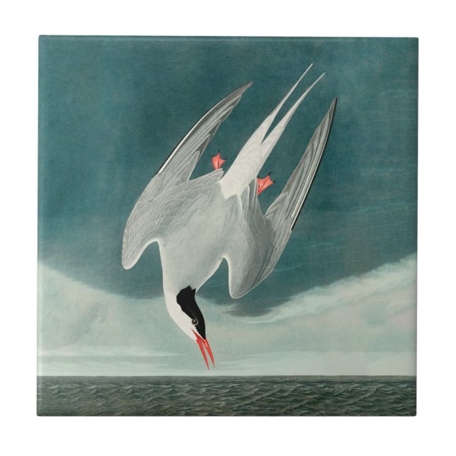 Carreau Peinture de la faune de la sterne de l'Arctique Au (Devant)