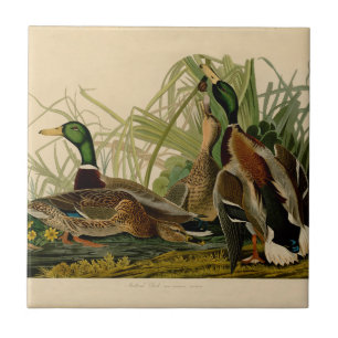 Carreau Peinture d'oiseaux de Mallard Duck Audubon
