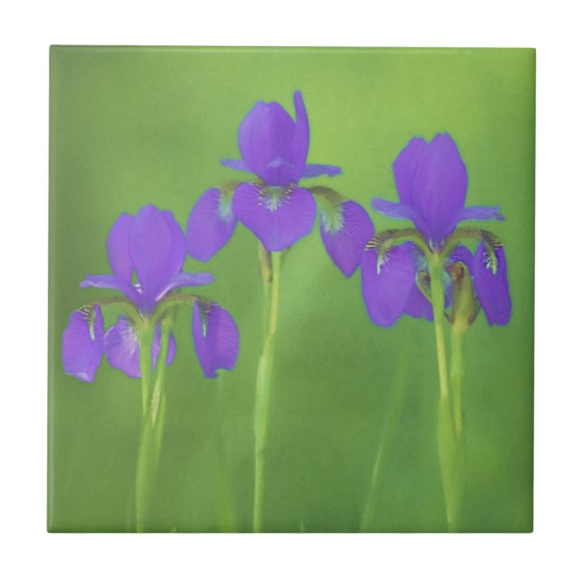 Carreau Peinture Iris Violet - Art Fleur Originale (Devant)