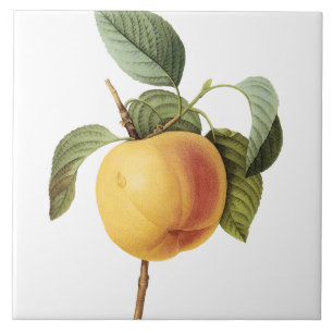 Carreau Peinture vintage de pêche de Pierre-Joseph Redouté