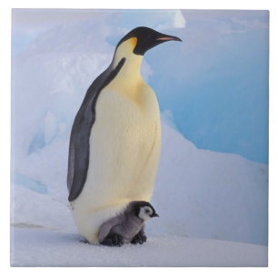 Carreau Penguin   Apténodytes
