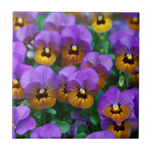 Carreau Pensées violettes et dorées