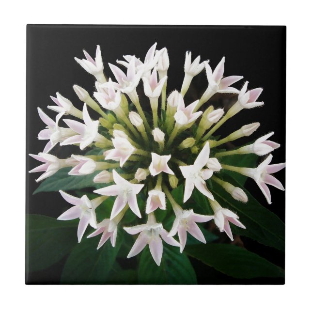 Carreau Pentas blancs (Devant)