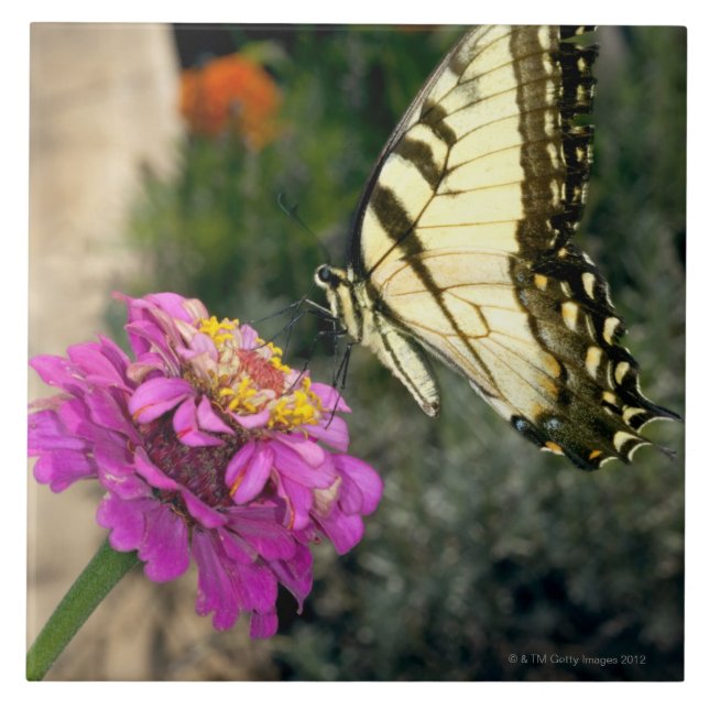 Carreau Perches jaunes de papillon de machaon sur un (Devant)