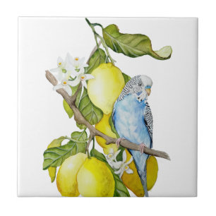 Carreau Perroquet bleu dans l'arbre à citrons Art botaniqu
