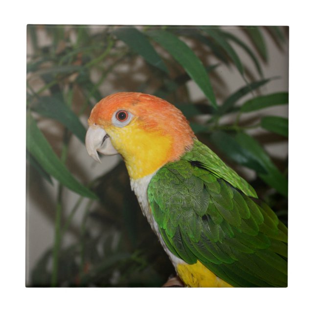 Carreau Perroquet caïque à ventre blanc avec bambou (Devant)