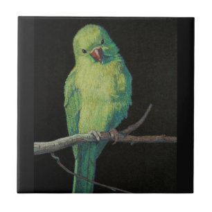 Carreau Perroquet femelle de Ringneck d'Indien