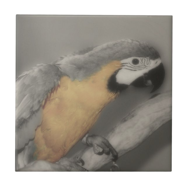 Carreau Perroquet Macaw Chez Les Oiseaux Noirs Et Blancs (Devant)