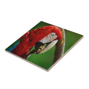 Carreau Perroquet rouge tropical