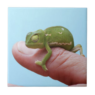 Carreau Perspective de caméléon de bébé