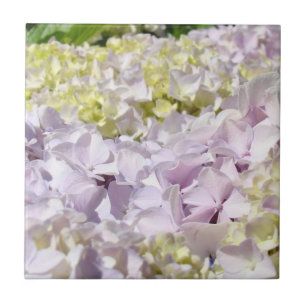 Carreau Pétales de Fleur d'Hydrangea Carrelage Art Décorat