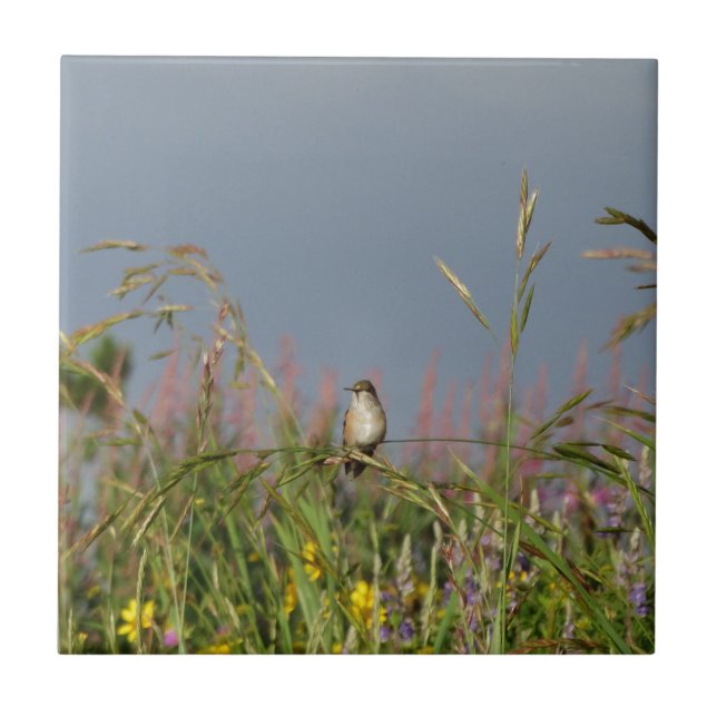 Carreau Petit colibri gras (Devant)