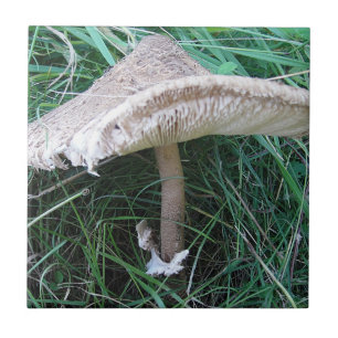 Carreau Petit grand champignon