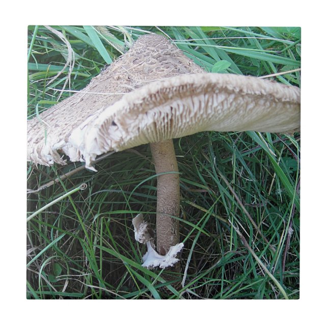 Carreau Petit grand champignon (Devant)