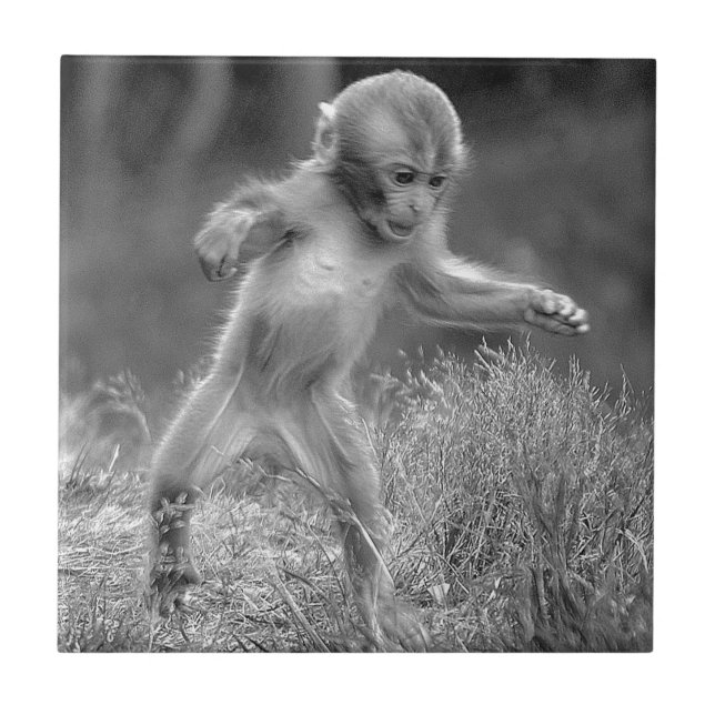 Carreau Petit singe génial (Devant)