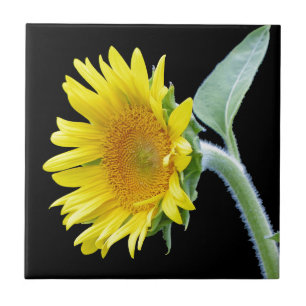 Carreau Petite tournesol
