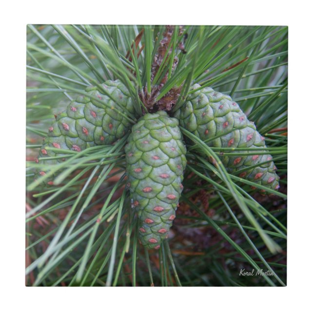 Carreau Petite tuile carrée de Pinecone (Devant)