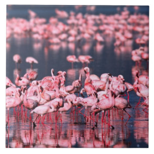 Carreau Petits Flamants (Phoeniconaias minor), Afrique,