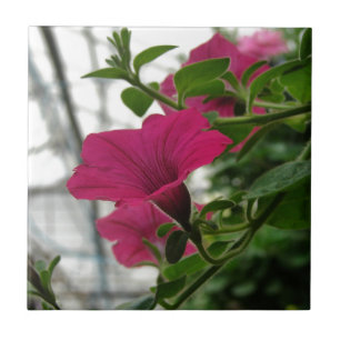 Carreau Petunia