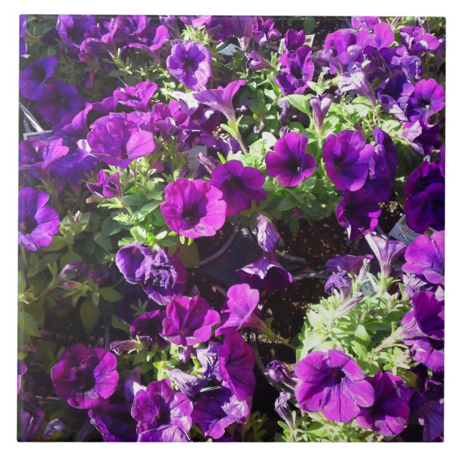 Carreau Pétunia pourpre (Devant)