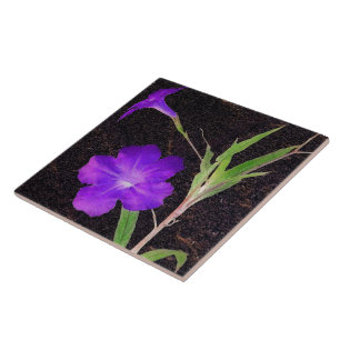 Carreau Petunia violet mexicain