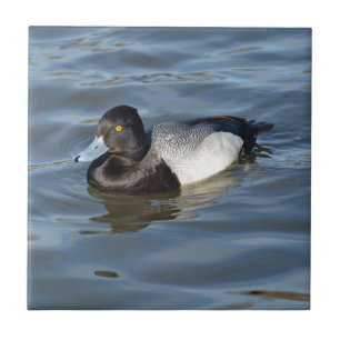 Carreau Peu de canard de fuligule milouinin