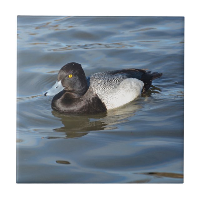 Carreau Peu de canard de fuligule milouinin (Devant)