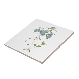 Carreau phlox de rampement (reptans de Phlox) par Redouté