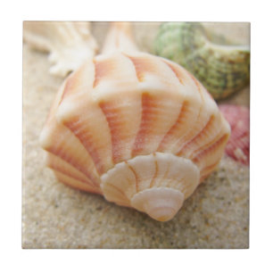 Carreau Photo Beach Seashell