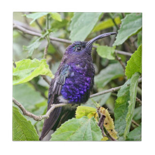 Carreau Photo bleue de colibri