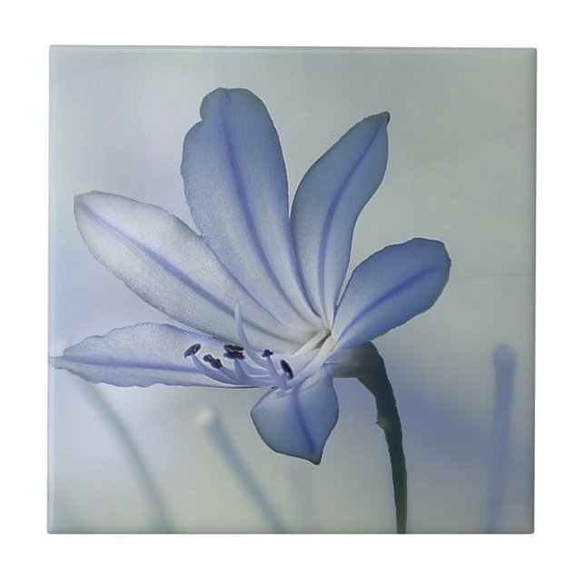 Carreau Photo bleue fraîche de fleur (Devant)