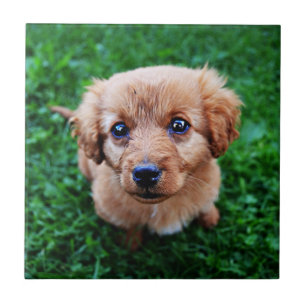 Carreau Photo de chiot adorable