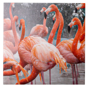Carreau Photo de Flamants roses américains