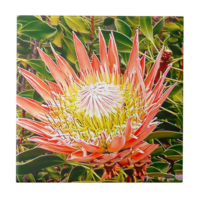 Carreau Photo de fleurs australiennes de Protea (Devant)