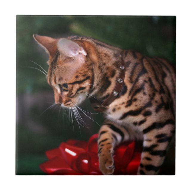 Carreau Photo de Kitty de Noël (chat domestique du (Devant)