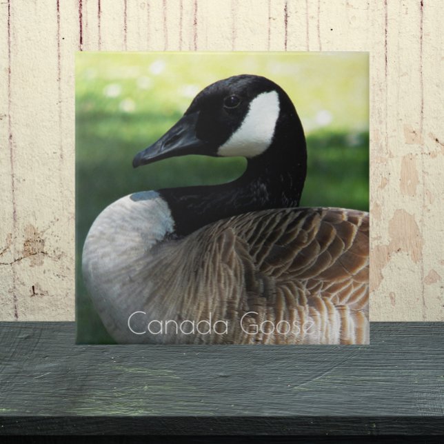 Carreau Photo de la faune de Canada Goose (In Situ)