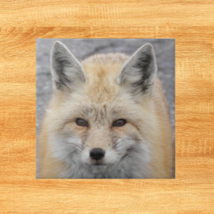 Carreau Photo de la faune de Red Fox