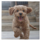 Photo de l'animal | Photo Télécharger un chien ado