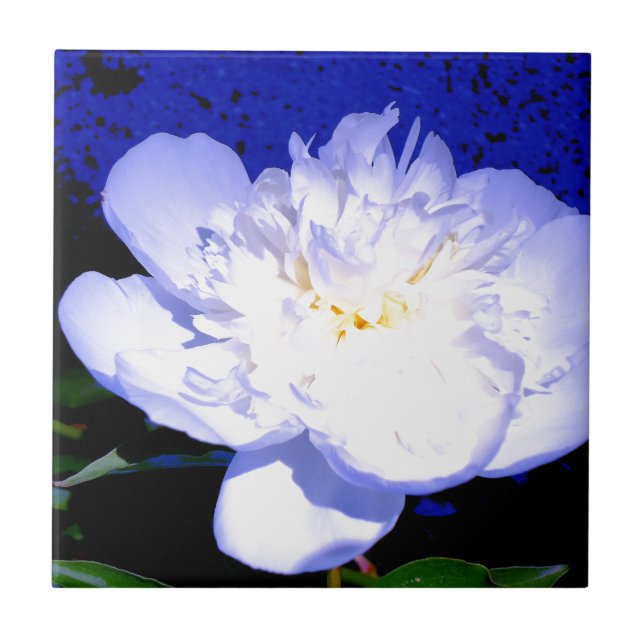 Carreau Photo de pivoine blanche et violette (Devant)