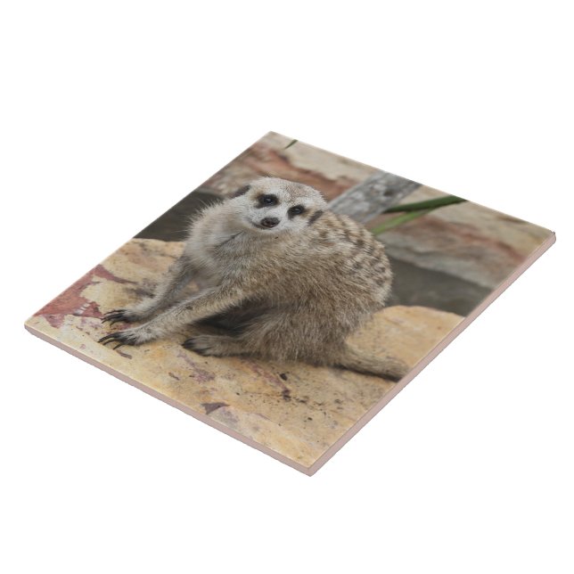 Carreau Photo douce de Meerkat (Côté)