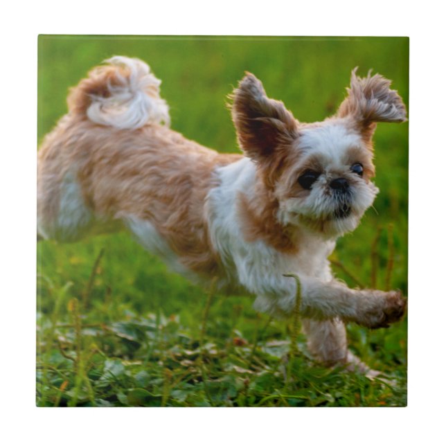 Carreau Photo mignonne tournant Chien Shih Tzu (Devant)
