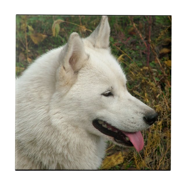 Carreau Photographie de chien de Malamute d'Alaska (Devant)
