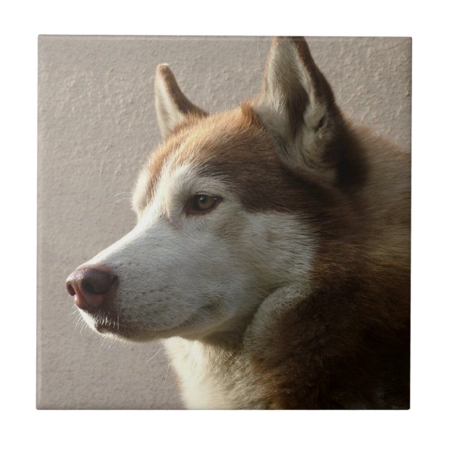 Carreau Photographie de chien de Malamute d'Alaska (Devant)
